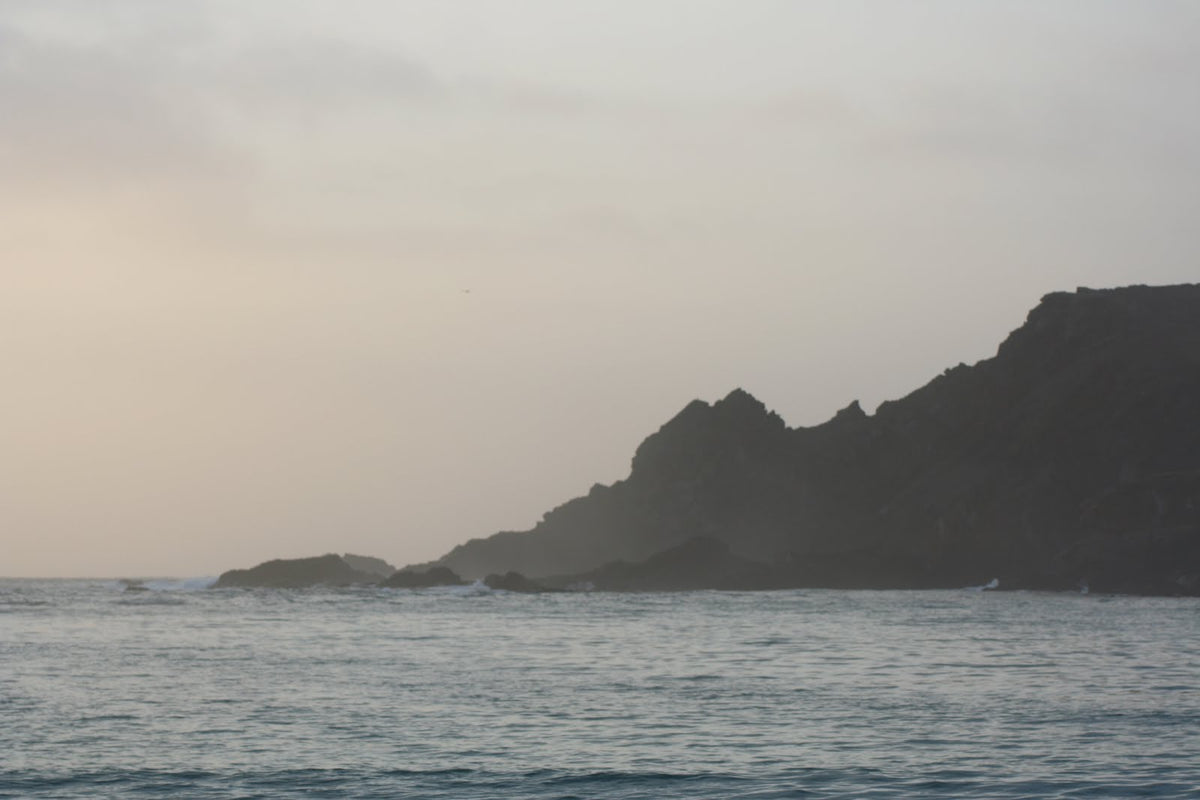 seaweed