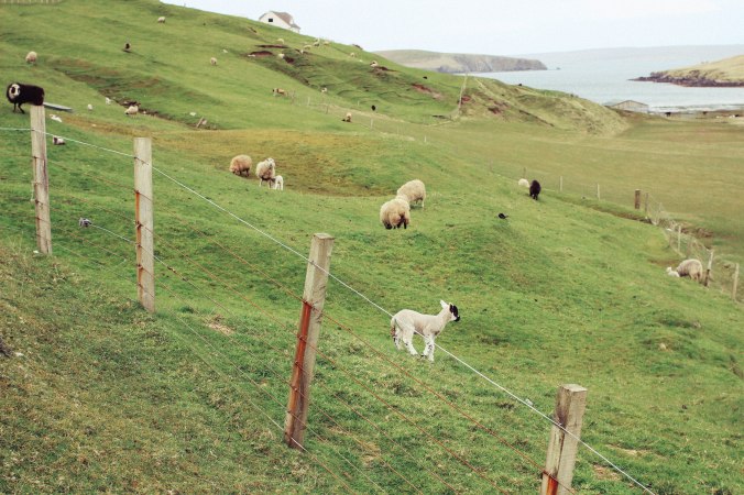 lambing time