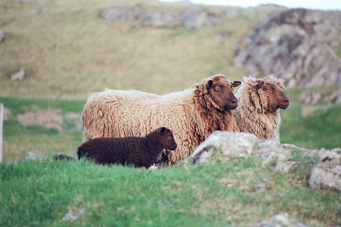 Yarns International
