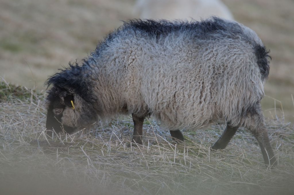 Scadder Fleece